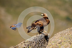 Golden eagle Aquila chrysaetos sitting on the rock. Male golden eagle Golden eagle is harassed by azure-winged magpie