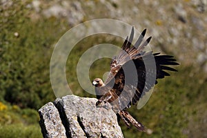 The golden eagle Aquila chrysaetos sitting on the rock. Male golden eagle in the Spanish mountains with prey