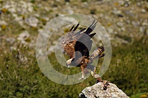 The golden eagle Aquila chrysaetos sitting on the rock. Male golden eagle in the Spanish mountains with prey and raised wings.