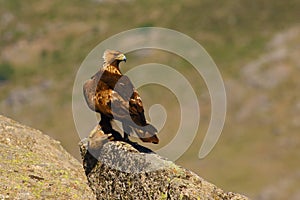 Golden eagle Aquila chrysaetos sitting on the rock. Male golden eagle in the Spanish mountains. Big eagle looks over back to
