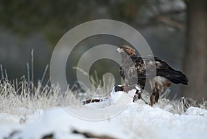 Golden eagle Aquila chrysaetos, in the snow eating carrion