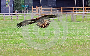 Golden eagle (Aquila chrysaetos) with wings outstretched flying across a meadow.