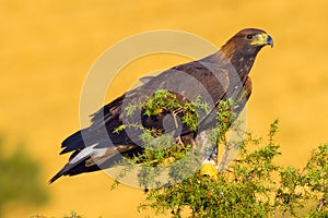 Golden Eagle, Aquila chrysaetos photo