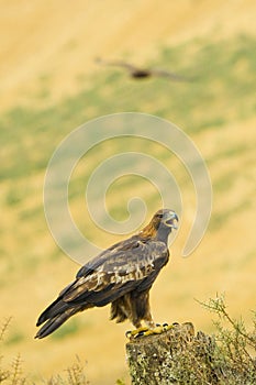 Golden Eagle, Aquila chrysaetos photo