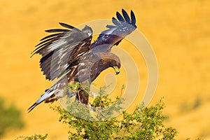 Golden Eagle, Aquila chrysaetos photo