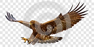 Golden eagle attack landing swoop hand draw and paint color on grey checkered background vector