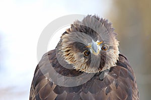 Golden Eagle Bending Over Backwards