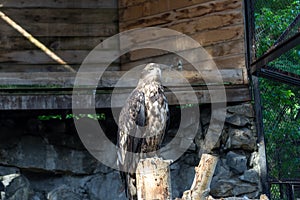 The golden eagle berkut sits on a tree