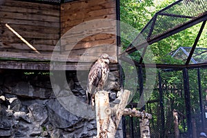 The golden eagle berkut sits on a tree photo