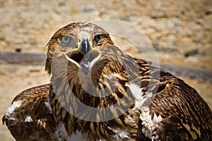 Golden eagle , bird of prey, animals and nature.