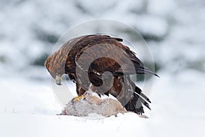 Golden Eagle, bird of prey with catch kill red fox in snowy winter, snow in the forest habitat, Norway