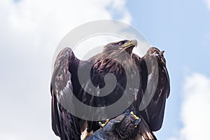 Golden eagle, a bird of prey, is on the falconer hand