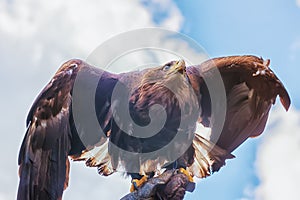 Golden eagle, a bird of prey, is on the falconer hand. Bird watching. Birds in the nature
