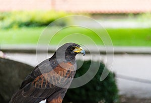 Golden eagle bird of prey