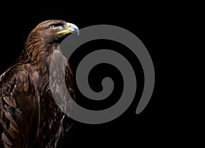 Golden Eagle on black background