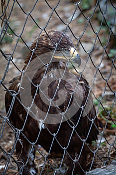 Golden Eagle in captivity