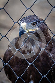 Golden Eagle in captivity