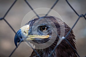 Golden Eagle in captivity