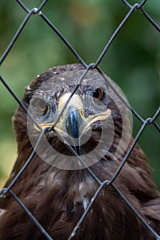 Golden Eagle in captivity