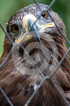 Golden Eagle in captivity