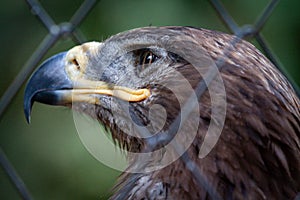 Golden Eagle in captivity