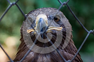 Golden Eagle in captivity