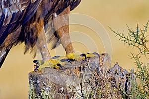 Golden Eagle Claws, Mediterranean Forest, Spain