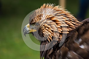 Golden eagle - closeup portrait Aquila chrysaetos