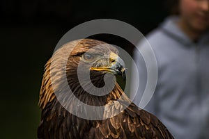 Dorado águila detallado retrato 