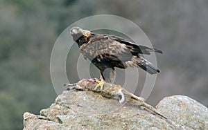 Golden eagle with a dam on the rock