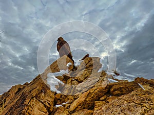 Golden Eagle at Delicate Arch Overlook Trailhead