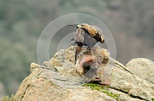 Golden eagle devouring a badger