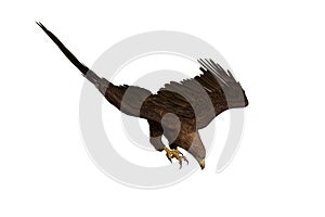 Golden Eagle diving to catch prey, 3D illustration isolated on white background