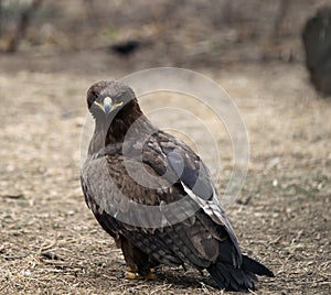 Golden Eagle
