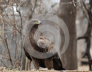 Golden Eagle