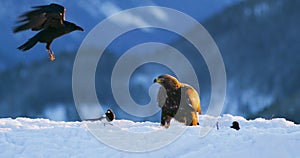 Golden eagle eats prey in the mountains at winter