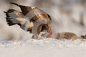 Golden Eagle feeding.