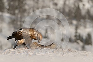 Golden Eagle feeding.