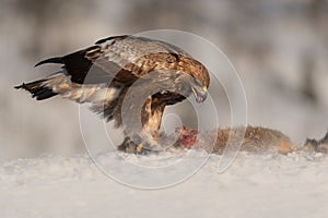 Golden Eagle feeding.