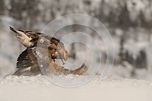 Golden Eagle feeding.
