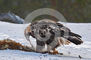 Golden Eagle feeding on Fox Carcass