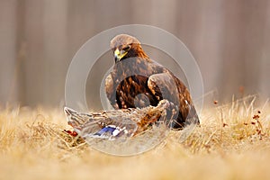 Golden Eagle feeding on kill duck, first snow in nature. Brown big bird in the nature habitat, Germany.  Bird bahaviour, wildlife