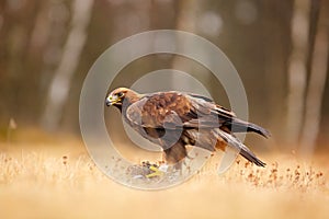Golden Eagle feeding on kill duck, first snow in nature. Brown big bird in the nature habitat, Germany.  Bird bahaviour, wildlife
