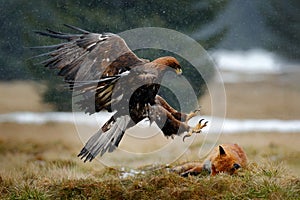 Golden Eagle feeding on kill Red Fox in the forest during rain and snowfall. Bird behaviour in the nature. Behaviour scene with