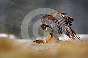 Golden Eagle feeding on killed Red Fox in the forest during rain and snowfall. Bird behaviour in the nature. Feeding scene with