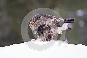 Golden eagle feeding on a snowshoe hare