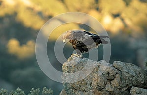 Golden eagle with the first light of day photo