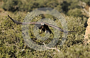 Golden eagle flies through the woods