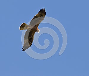 Golden Eagle on flight
