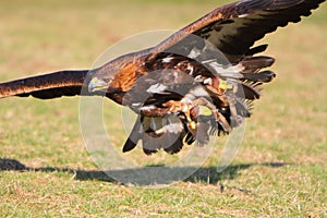 Golden Eagle in flight